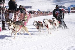 Lenk 2013